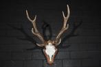 Sika Deer Schedel met gewei - Cervus nippon - 42 cm - 62 mm, Nieuw