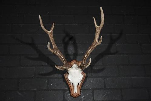 Sika Deer Schedel met gewei - Cervus nippon - 42 cm - 62 mm, Verzamelen, Dierenverzamelingen