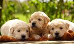 Golden Retriever pups uit HD en ED vrije ouders/vader m Stam, Parvo, Meerdere, Golden retriever, 8 tot 15 weken