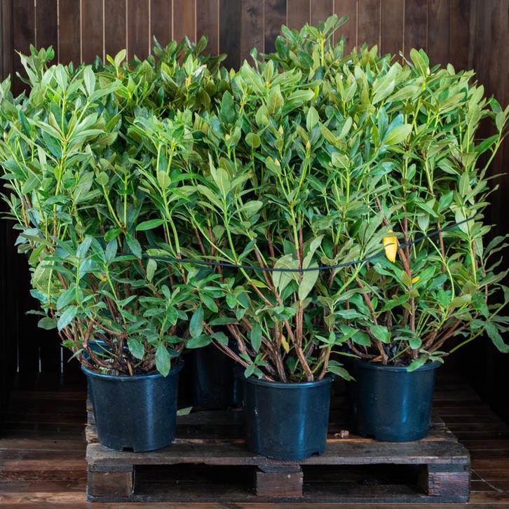 Te koop Rhododendrons Catawbiense Grandiflorum 80-100cm, Tuin en Terras, Planten | Struiken en Hagen, Rhododendron, Struik, Minder dan 100 cm