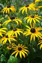 Zonnehoed Rudbeckia fulgida Goldsturm Pot, Tuin en Terras, Planten | Tuinplanten