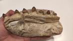 Zeereptiel - Gefossiliseerde kaak - Mosasaurus - 19.5 cm - 9, Verzamelen