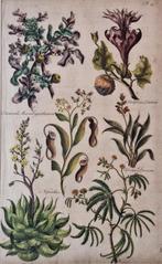 Sir John Hill (1714-1775) - The Vegetable System