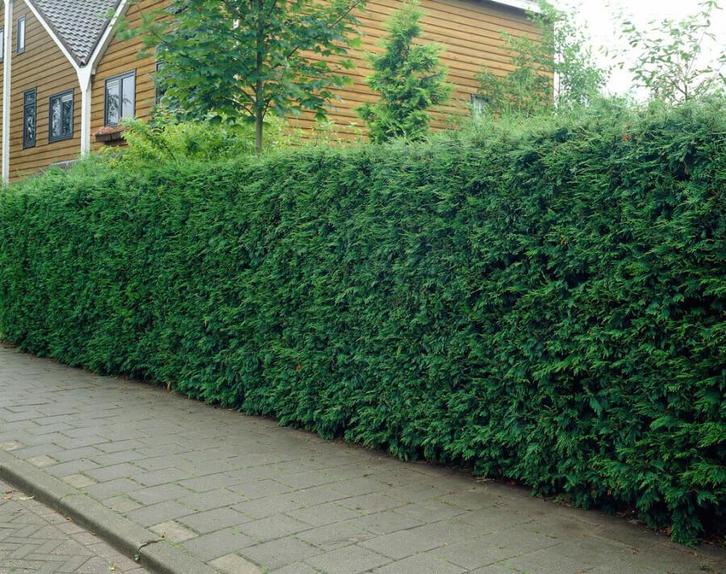 Cipres Cupressocyparis leylandii Haag 150-175 Kluit, Tuin en Terras, Planten | Struiken en Hagen