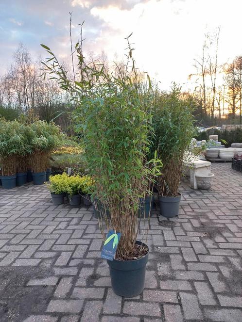 Fargesia Ni Volcano bamboe 140cm, Tuin en Terras, Planten | Struiken en Hagen, Ophalen