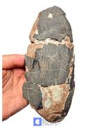 Grote OVIRAPTOR cf philoceratops fossiel ei