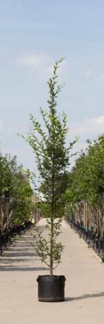 Zuil haagbeuk laagstam Carpinus betulus Fastigiata h 350 cm, Tuin en Terras, Planten | Tuinplanten, Verzenden