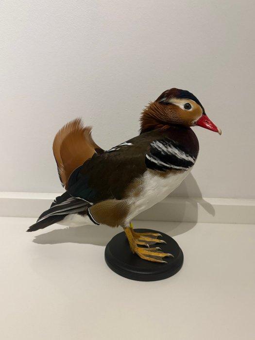 Mandarijneend Taxidermie volledige montage - Aix, Verzamelen, Dierenverzamelingen