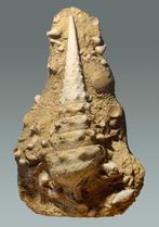 Gastropode - Gefossiliseerde schelp - Campanile giganteum, Verzamelen