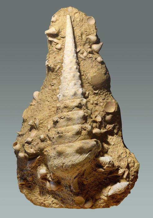Gastropode - Gefossiliseerde schelp - Campanile giganteum, Verzamelen, Mineralen en Fossielen