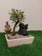 Japanese iep bonsai (Zelkova) - Hoogte (boom): 20 cm -, Antiek en Kunst, Curiosa en Brocante