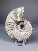 Ammonite Dowilliceras Natural - Gefossiliseerde schelp -, Verzamelen
