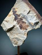 Comptonia - Gefossiliseerde plant - Comptonia, Verzamelen, Mineralen en Fossielen