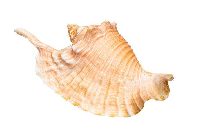 Hahn-Schnecken *** Taxidermie wandmontage - Strombus gallus, Verzamelen, Dierenverzamelingen