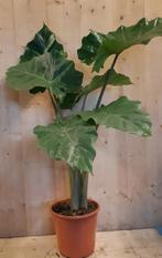 Alocasia Portadora kamerplant - Warentuin Natuurlijk, Huis en Inrichting, Kamerplanten, Verzenden
