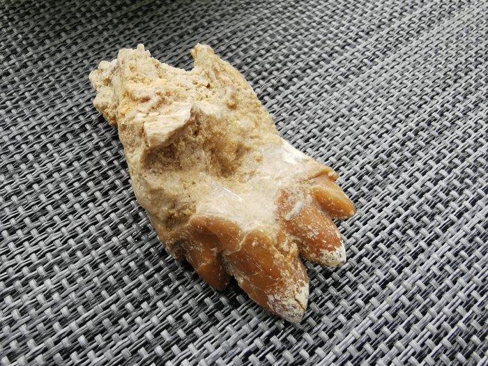 Walvis - Fossiele tand - Basilosaurus - 6.17 cm - 2.87 cm, Verzamelen, Mineralen en Fossielen