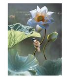 Customize-it - Lotus mus 50x70cm Tuinschilderij, Nieuw