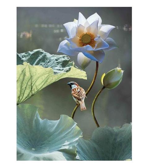 Customize-it - Lotus mus 50x70cm Tuinschilderij, Tuin en Terras, Overige Tuin en Terras