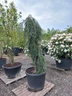 Tsuga canadensis Pendula hemlockspar, Tuin en Terras, Ophalen