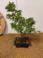 Azalea bonsai (Rhododendron) - Hoogte (boom): 30 cm - Diepte