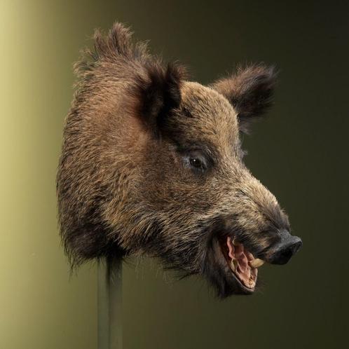 Wild Zwijn Middel Taxidermie Opgezette Dieren By Max, Verzamelen, Dierenverzamelingen, Opgezet dier, Nieuw, Wild dier, Ophalen of Verzenden