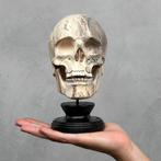 Snijwerk, NO RESERVE PRICE - Stunning Wooden Human Skull, Antiek en Kunst