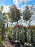 Photinia Fraseri Red robin hoogstam 16-18 glansmispel, Tuin en Terras, Planten | Bomen, Ophalen