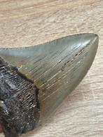 Megalodon haai - Fossiele tand - Megalodon (Zonder, Verzamelen, Mineralen en Fossielen