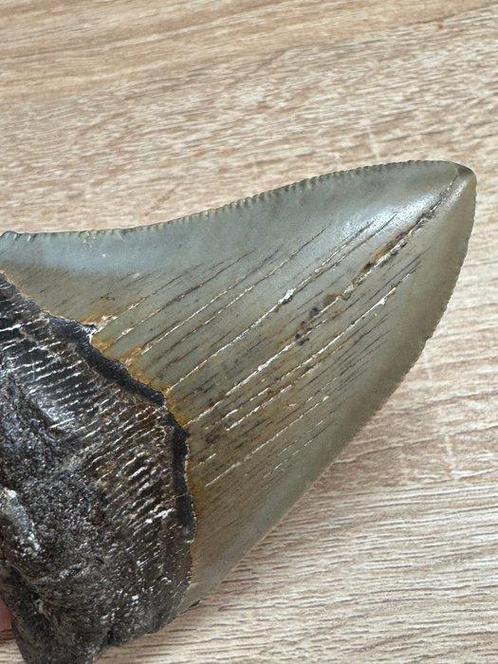 Megalodon haai - Fossiele tand - Megalodon (Zonder, Verzamelen, Mineralen en Fossielen