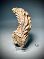 Bizarre reuzen fossiele schelp - Gefossiliseerde schelp -