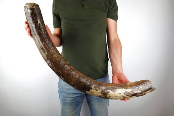 Wolharige mammoet - Gefossiliseerde slagtand - Mammuthus, Verzamelen, Mineralen en Fossielen