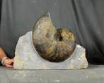 Grote, fijne en kleurrijke nautiloïde op steen -, Verzamelen, Mineralen en Fossielen