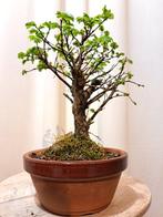 Japanese iep bonsai (Zelkova) - Hoogte (boom): 22 cm -