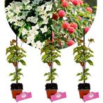 Cornus kousa Chinensis + Pot 9cm 3 stuks, Tuin en Terras, Planten | Fruitbomen, Halfschaduw, Verzenden