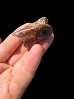 Theropod vingerkootje - Fossiel bot - 4 cm - 2 cm