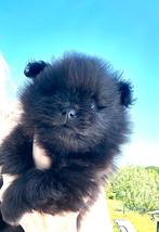 Prachtige pomeranian pomeriaan teefjes bear face te reserver, Parvo, Overige rassen, 8 tot 15 weken, Meerdere