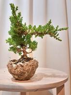 Jeneverbes bonsai (Juniperus) - Hoogte (boom): 12 cm -, Antiek en Kunst