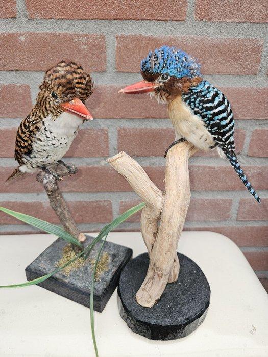 Zebra ijsvogels Taxidermie volledige montage - Lacedo, Verzamelen, Dierenverzamelingen