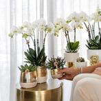 Kolibri Orchids | witte Phalaenopsis orchidee - Amabilis + L, Verzenden, Nieuw