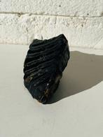 Wolharige mammoet - Fossiele kies - Mammuthus primigenius -