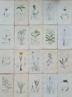 James Sowerby - 20 deels handgekleurde lithos o.a., Antiek en Kunst, Antiek | Boeken en Bijbels