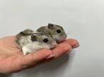 Jonge lieve Chinese dwerghamsters te koop!, Dieren en Toebehoren, Knaagdieren, Meerdere dieren, Hamster, Tam