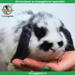 Jonge lieve Nederlandse hangoordwerg konijntjes te koop!, Dieren en Toebehoren, Konijnen, Meerdere dieren, Dwerg, Hangoor, 0 tot 2 jaar