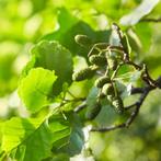 Zwarte Els - Alnus glutinosa - Omtrek: 10-14 cm | Hoogte: 30, Ophalen of Verzenden