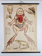Vintage anatomische schoolkaart – “Grenouille / Frog /, Antiek en Kunst