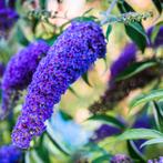 Buddleja davidii Nanho Blue - 40-60 cm, Ophalen of Verzenden