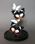 Vlinder Taxidermie volledige montage - Hypolimnas dexithea x, Verzamelen, Nieuw