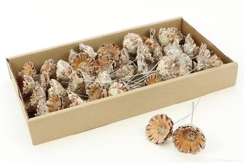 Stem Protea compacta rose op draad -/ 55st Muirrii, Hobby en Vrije tijd, Knutselen, Nieuw, Ophalen of Verzenden