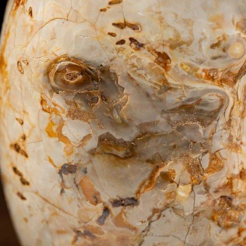 Ammoniet Douvilleiceras op designbasis - Fossiel fragment -, Verzamelen, Dierenverzamelingen