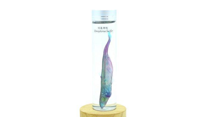 Etmopterus Pantser - Etmopterus lucifer - 12 cm - 3 cm - 3, Verzamelen, Dierenverzamelingen